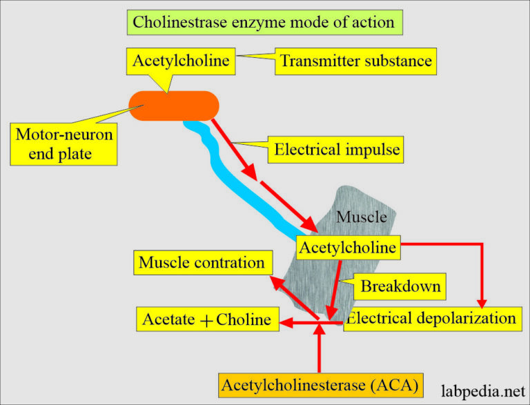 Cholinesterase Functions And Interpretations Labpedia Net