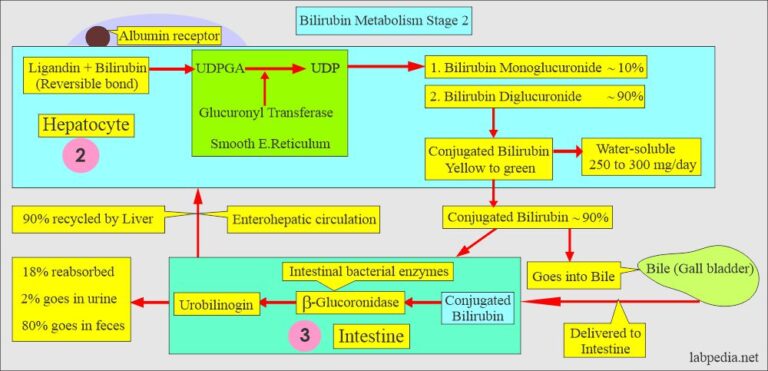 Bilirubin Part 1 Total Bilirubin Direct And Indirect Bilirubin