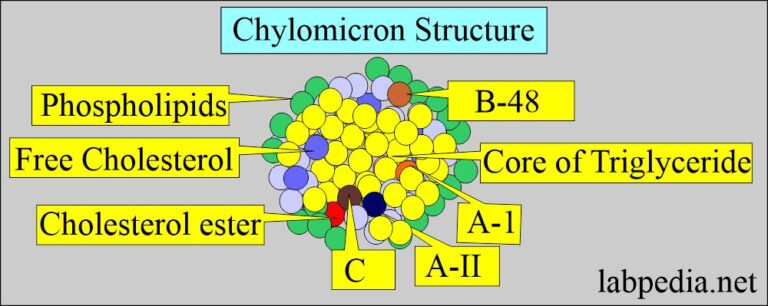 Lipoprotein Part Chylomicron Labpedia Net