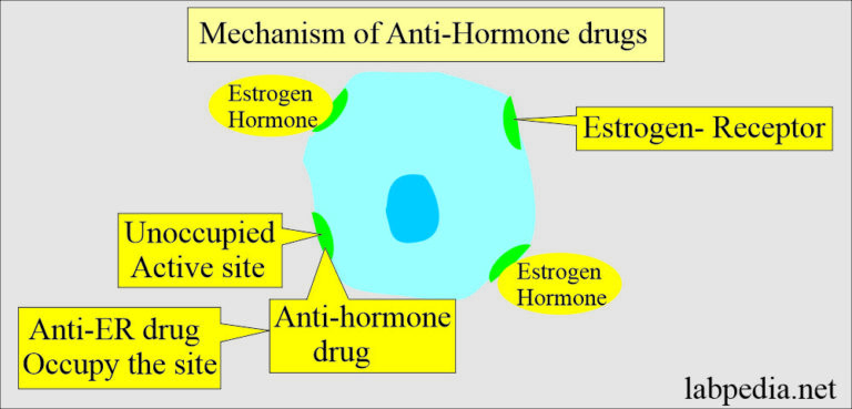 Estrogen Progesterone Receptors ER PR Receptors Labpedia Net