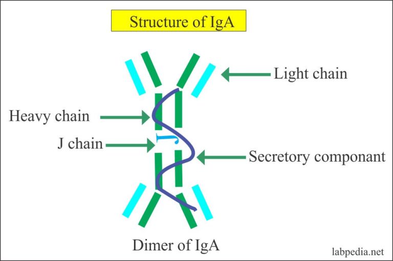 Immunoglobulin Electrophoresis Ig Immunoglobulins Igg Iga Igd Ige