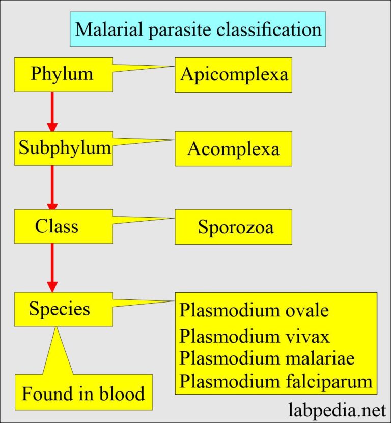 Malarial Parasite Part Plasmodium Life Cycle And Diagnosis