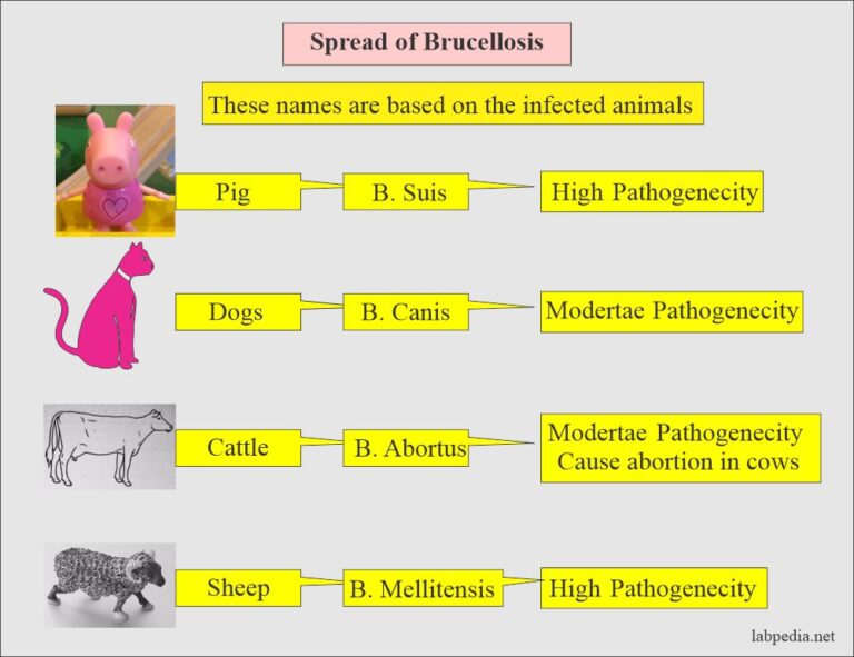 Microbiology Labpedia Net