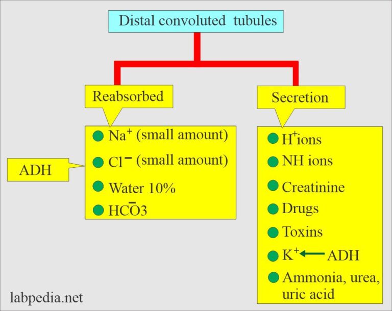 Renal Functions Part Renal Functions Tests Labpedia Net