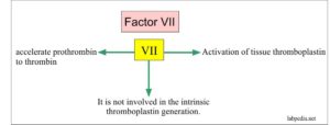 Coagulation Part Blood Coagulation Factors Descriptions