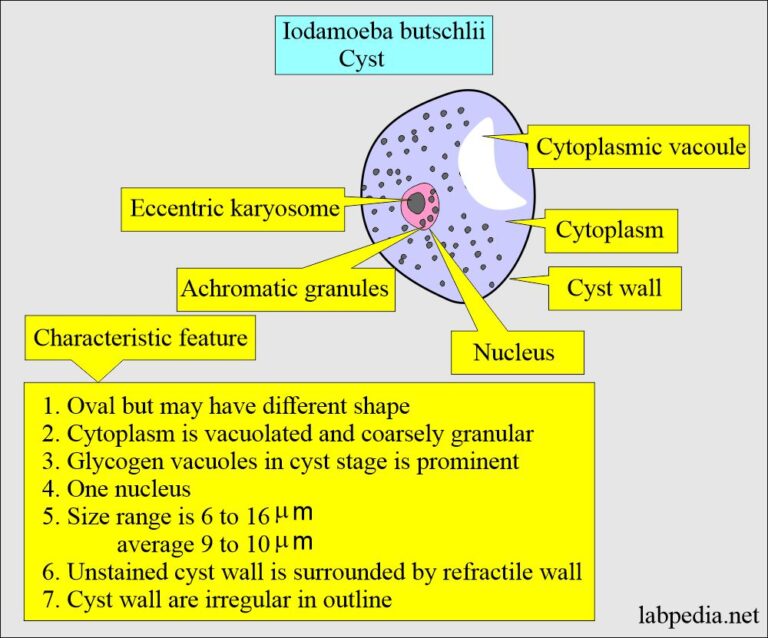 Parasitology Common Parasites Parasites Pictures Labpedia Net