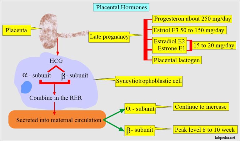 Pregnancy Test Part Normal Pregnancy Beta Hcg Human Chorionic