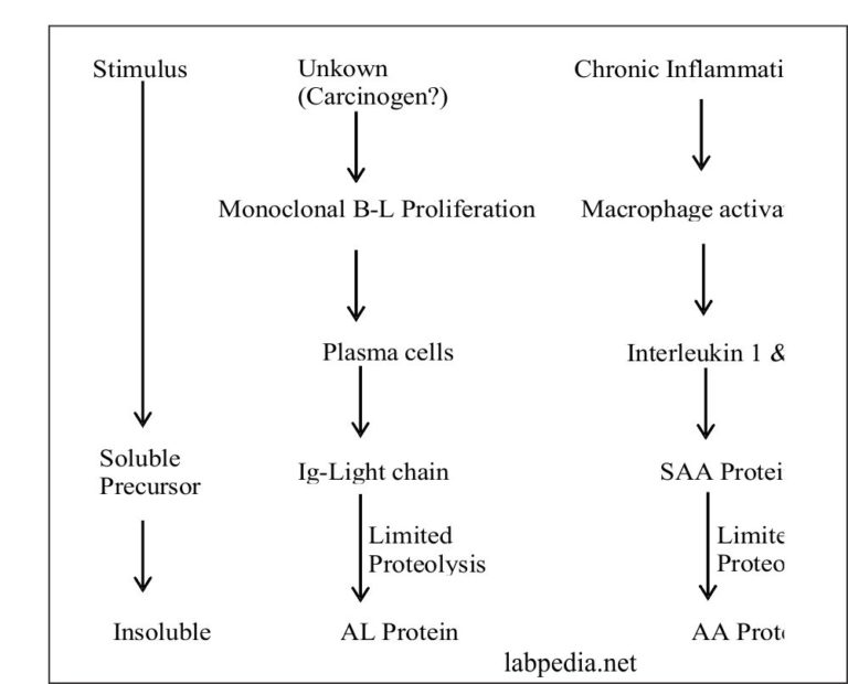 Chapter 28 Amyloidosis Labpedia Net