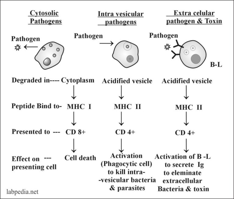 Chapter 10 Human Leucocyte Antigen HLA Major Histocompatibility