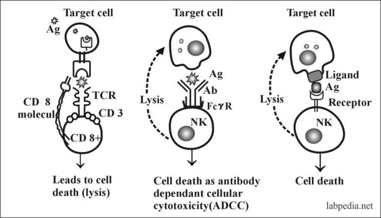 Chapter 10 Human Leucocyte Antigen HLA Major Histocompatibility