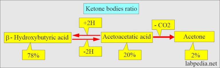 Urine Analysis Part Complete Urine Analysis Discussion Labpedia Net