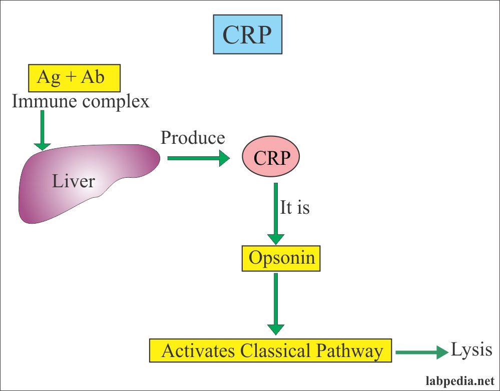 c-reactive-protein-crp-high-sensitivity-c-reactive-protein-hs-crp