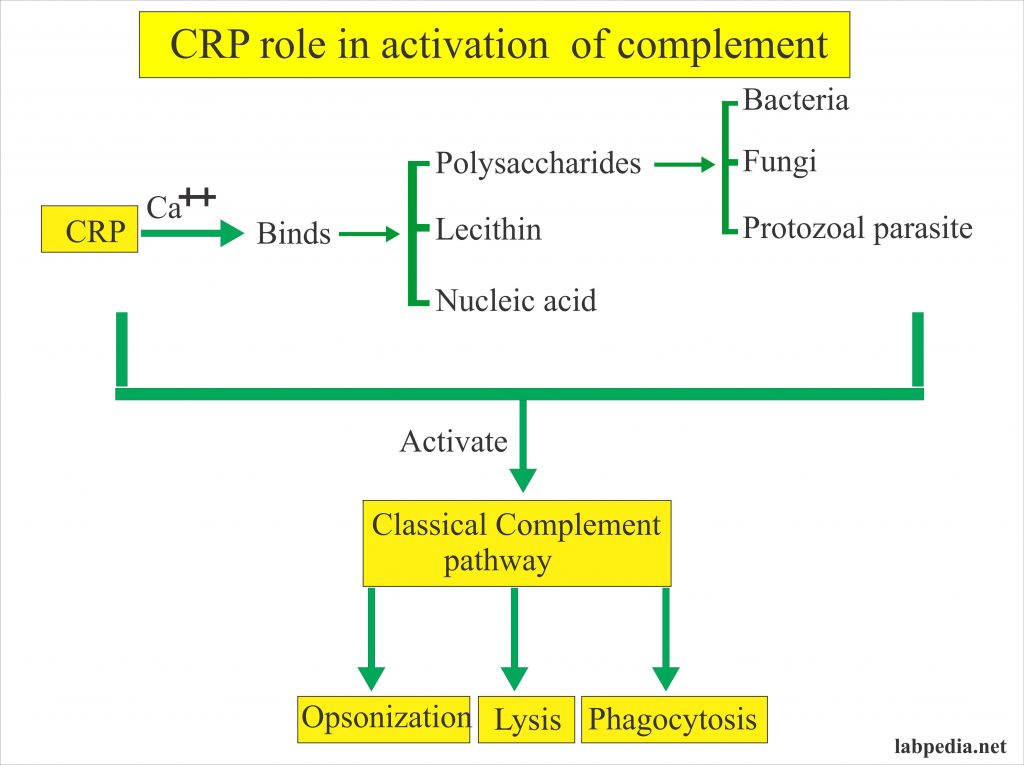 acute-phase-protein-part-6-c-reactive-protein-crp-high