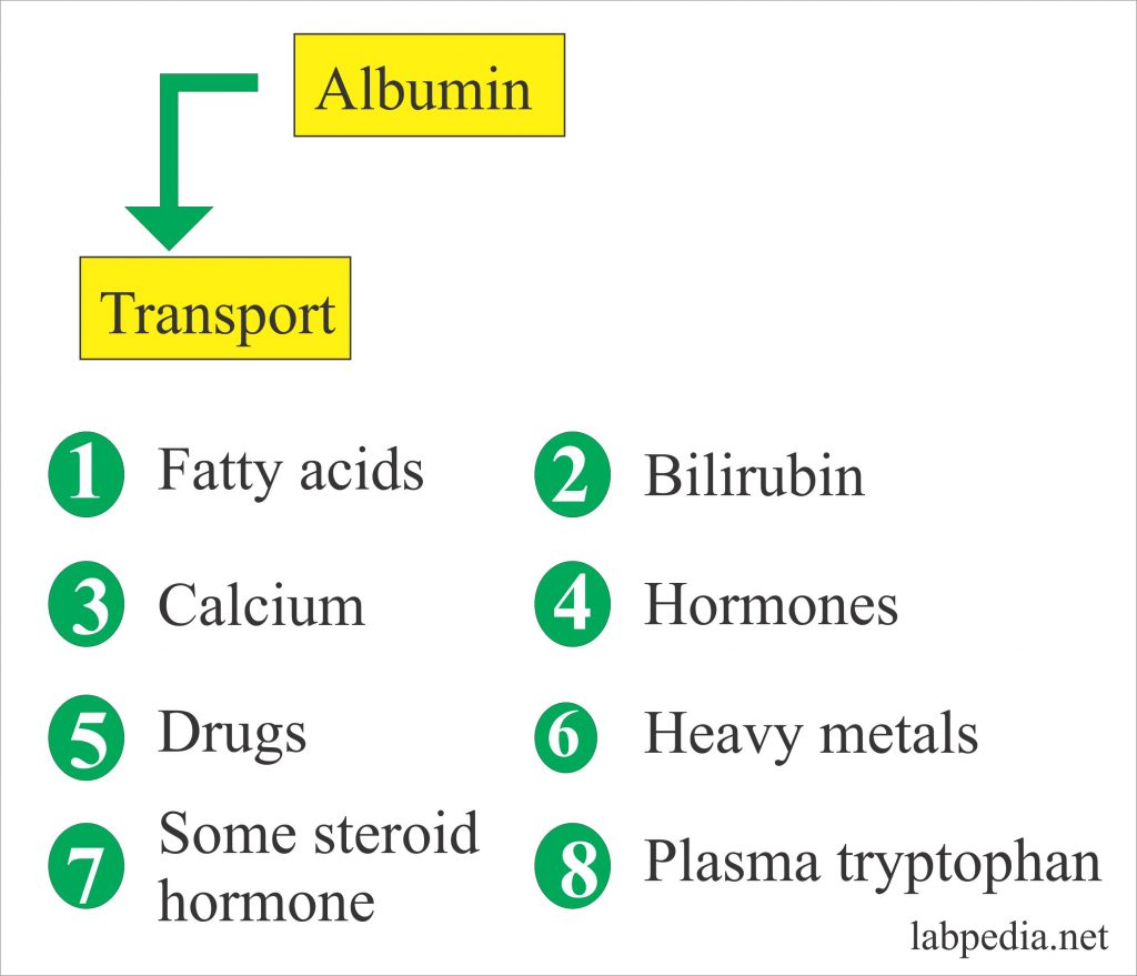 Albumin (Serum Albumin) | Labpedia.net