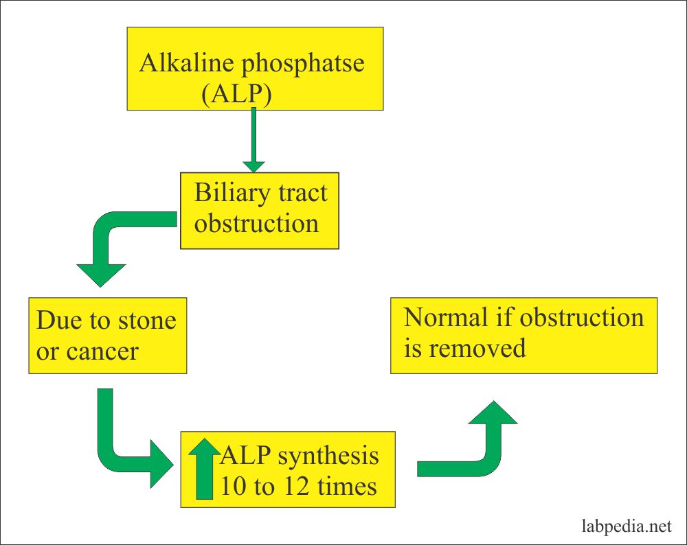 Alkaline Phosphatase High In Child Mang Temon