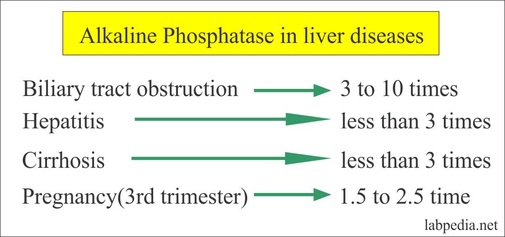 What Causes Elevated Alkaline Phosphatase Level