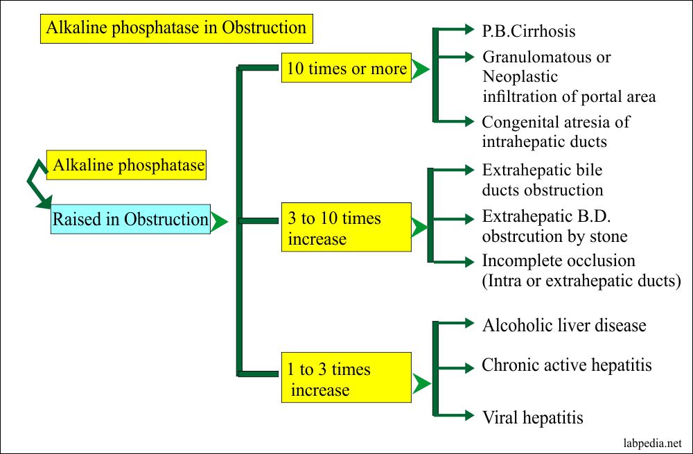 Alkaline Phosphatase Level ALP Labpedia