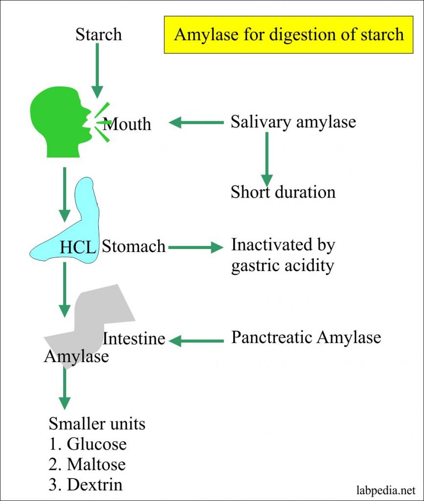 Amylase Level Serum Labpedia