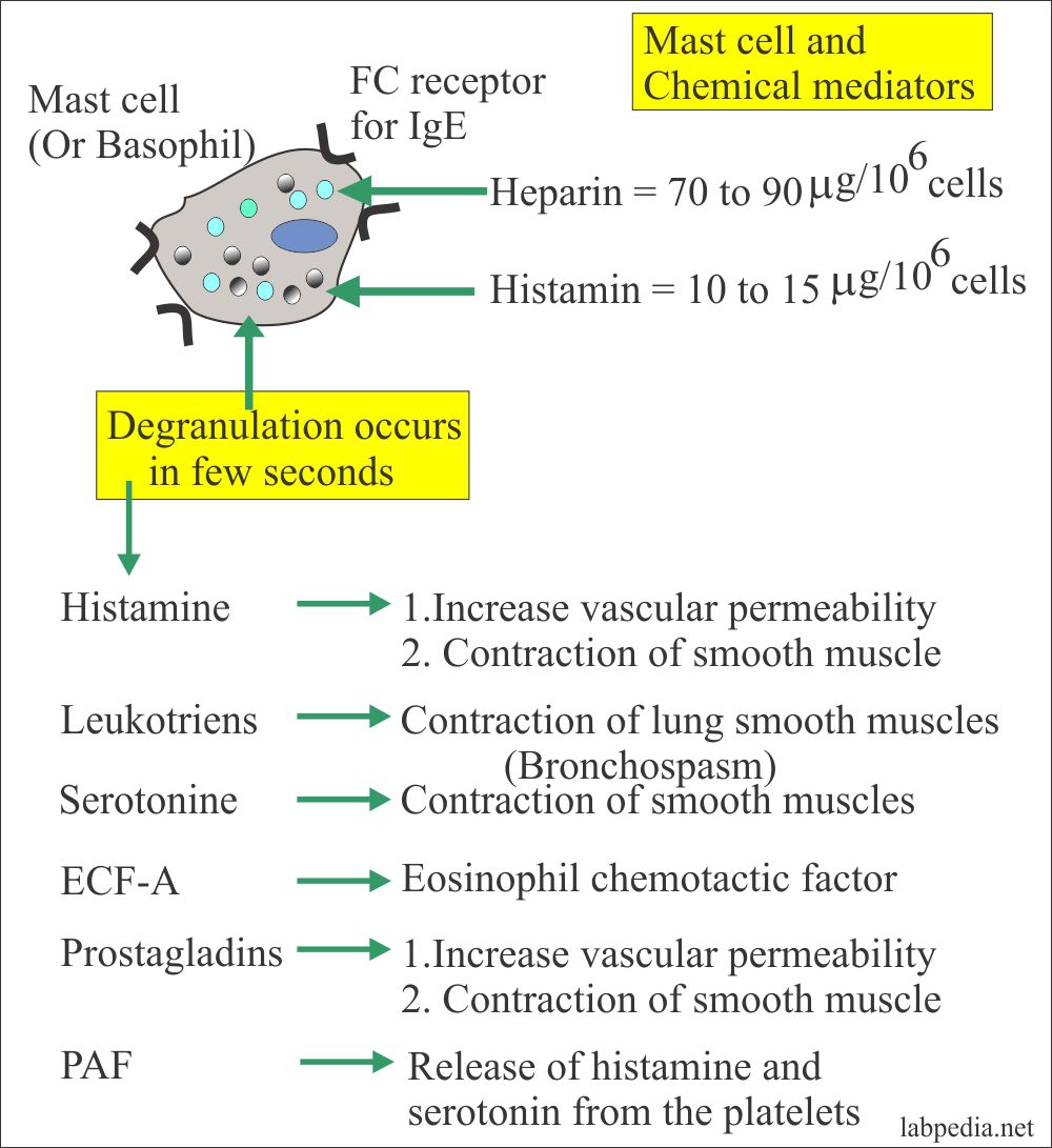 Type 1 Hypersensitivity Reaction Examples