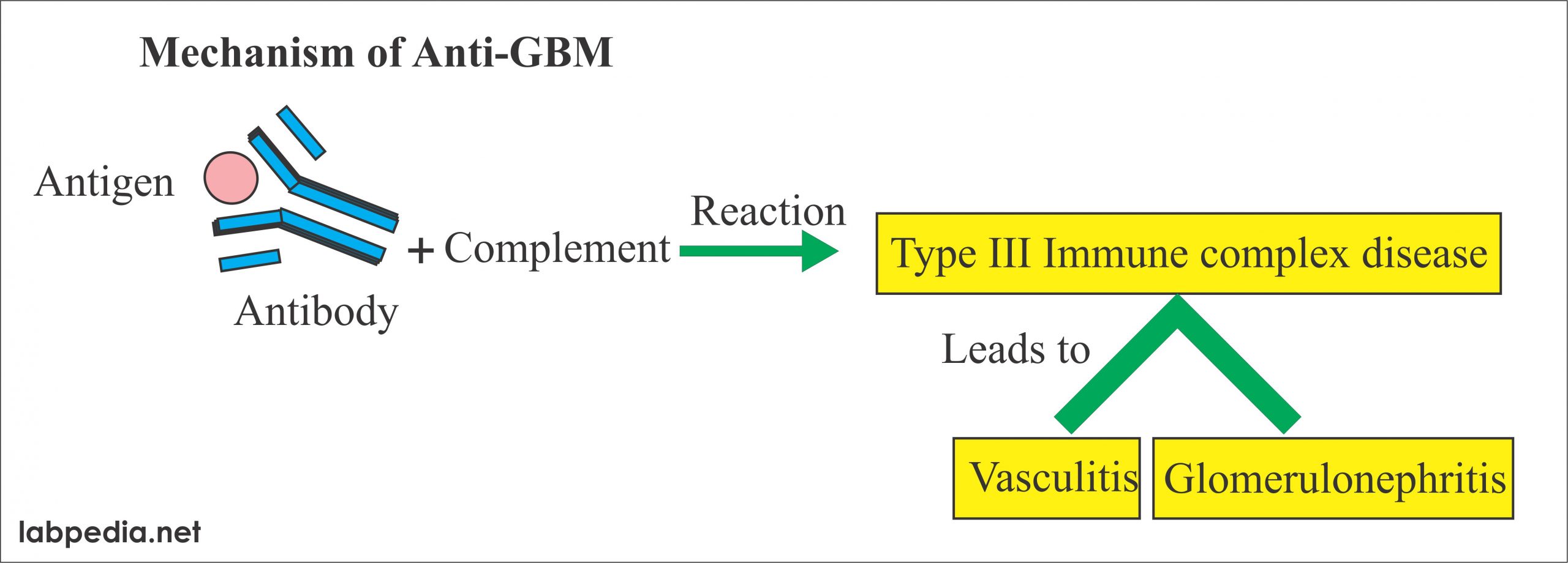 gbm glomerular membrane labpedia lab