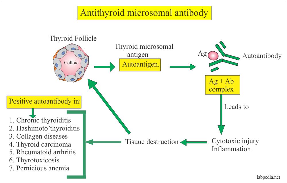 anti-thyroid-microsomal-antibody-anti-thyroid-peroxidase-antibody