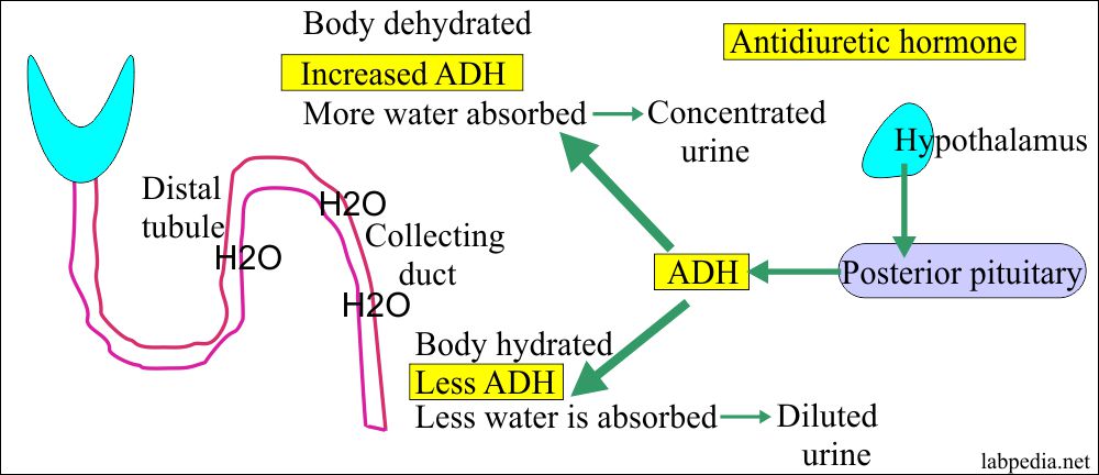 antidiuretic-hormone-adh-vasopressin-arginine-vasopressin-hormone