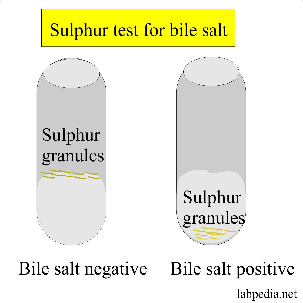 How Do Bile Salts Reduce Surface Tension Of Urine