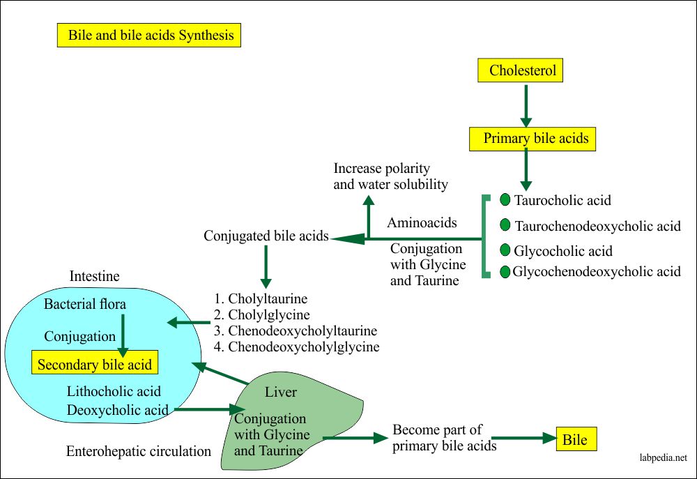 Bile salts in Urine