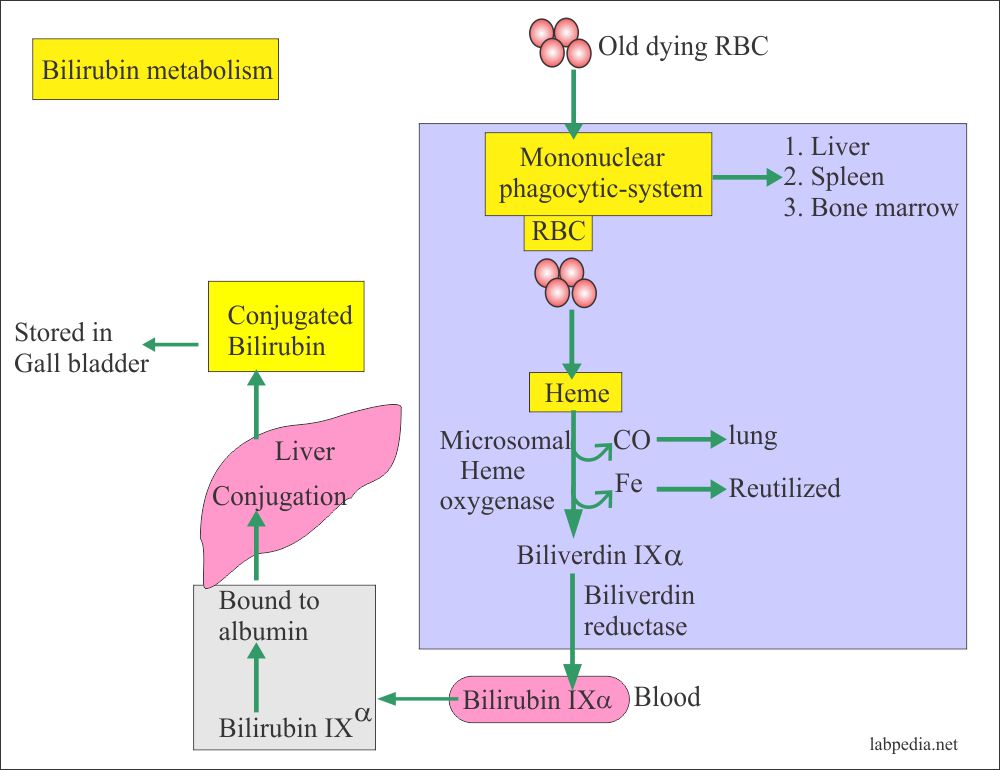 Bilirubin Part 1 Total Bilirubin Direct And Indirect Bilirubin 