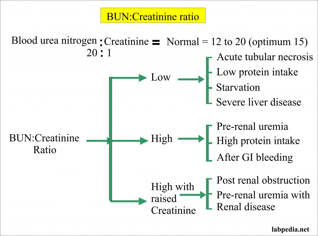 Blood Urea Nitrogen BUN Or Urea Nitrogen BUN Creatinine Ratio Labpedia