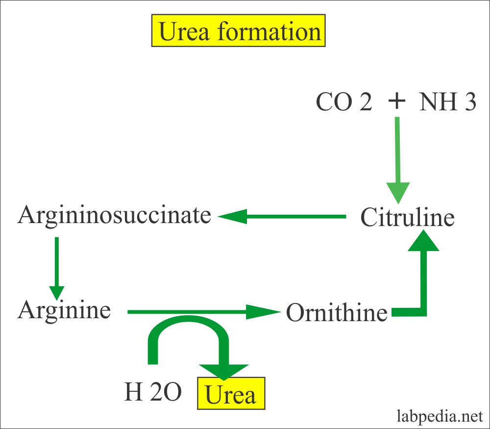 Blood Urea Nitrogen BUN Or Urea Nitrogen BUN Creatinine Ratio 