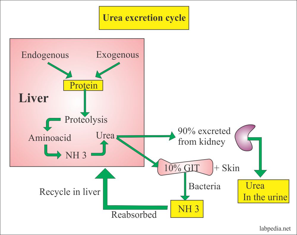 Blood Urea Nitrogen BUN Or Urea Nitrogen BUN Creatinine Ratio 