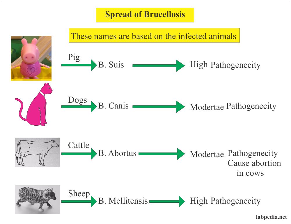 Brucella Antigen (Brucellosis), Diagnosis of Brucella Infection ...