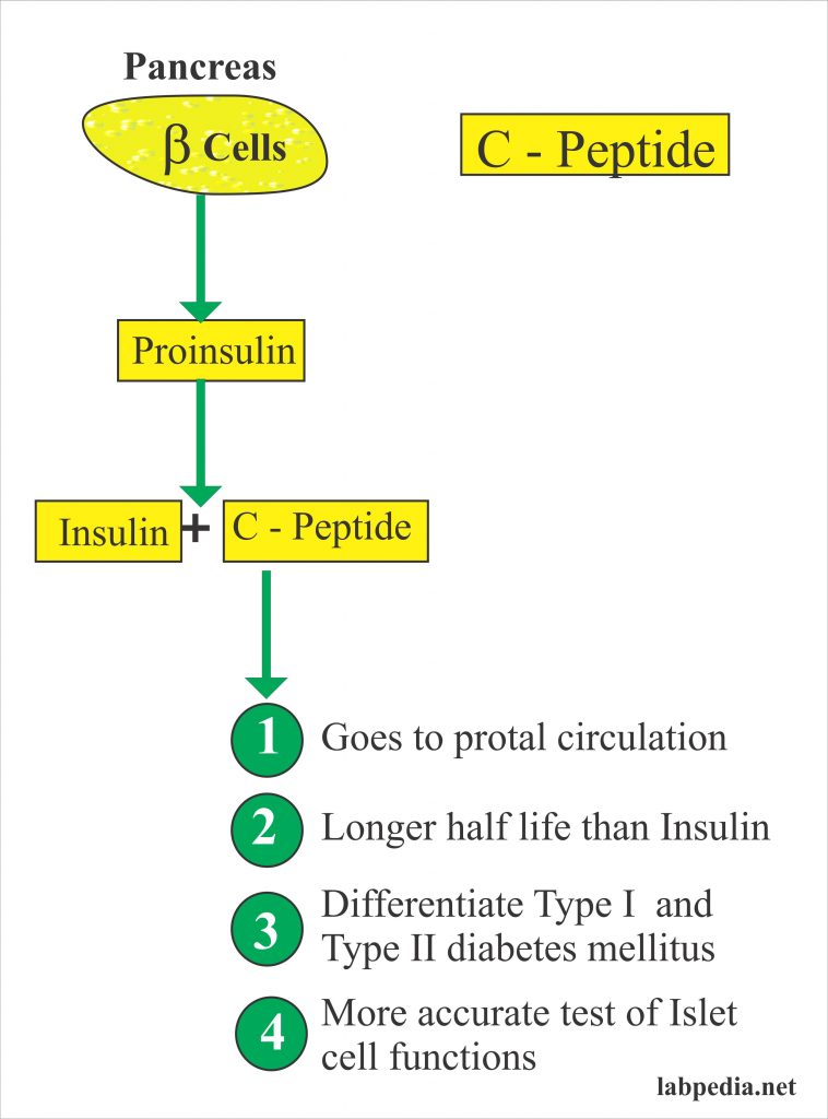 c-peptide-insulin-c-peptide-proinsulin-c-peptide-labpedia