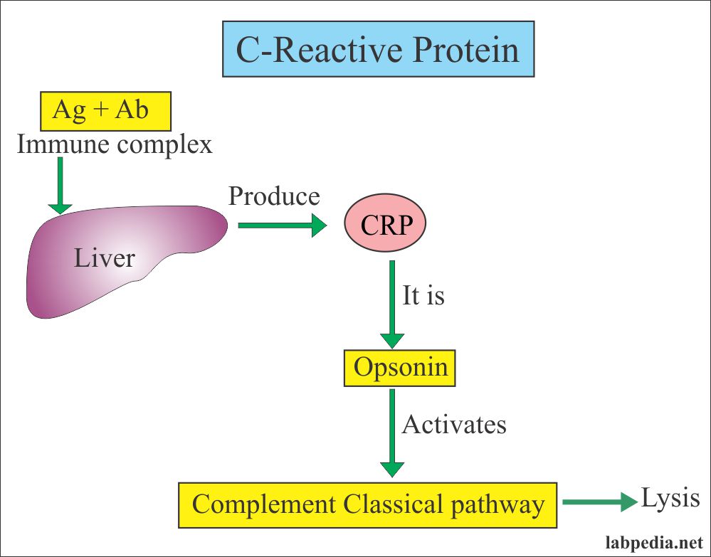 C Reactive Protein CRP High sensitivity CRP hs CRP Labpedia