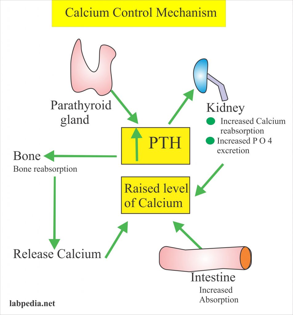 Calcium Calcium Total , Serum Calcium Part 1