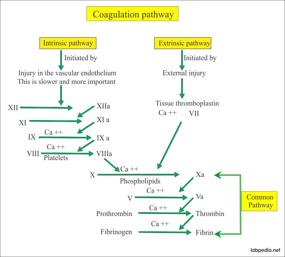 Coagulation Part 1 Blood Coagulation Process Coagulation Factors And Factors Deficiency