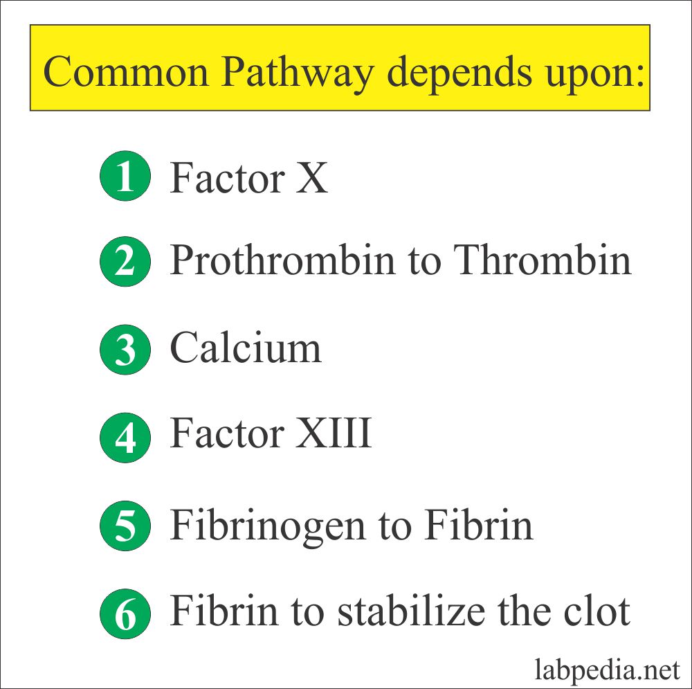 Common Coagulation Pathway