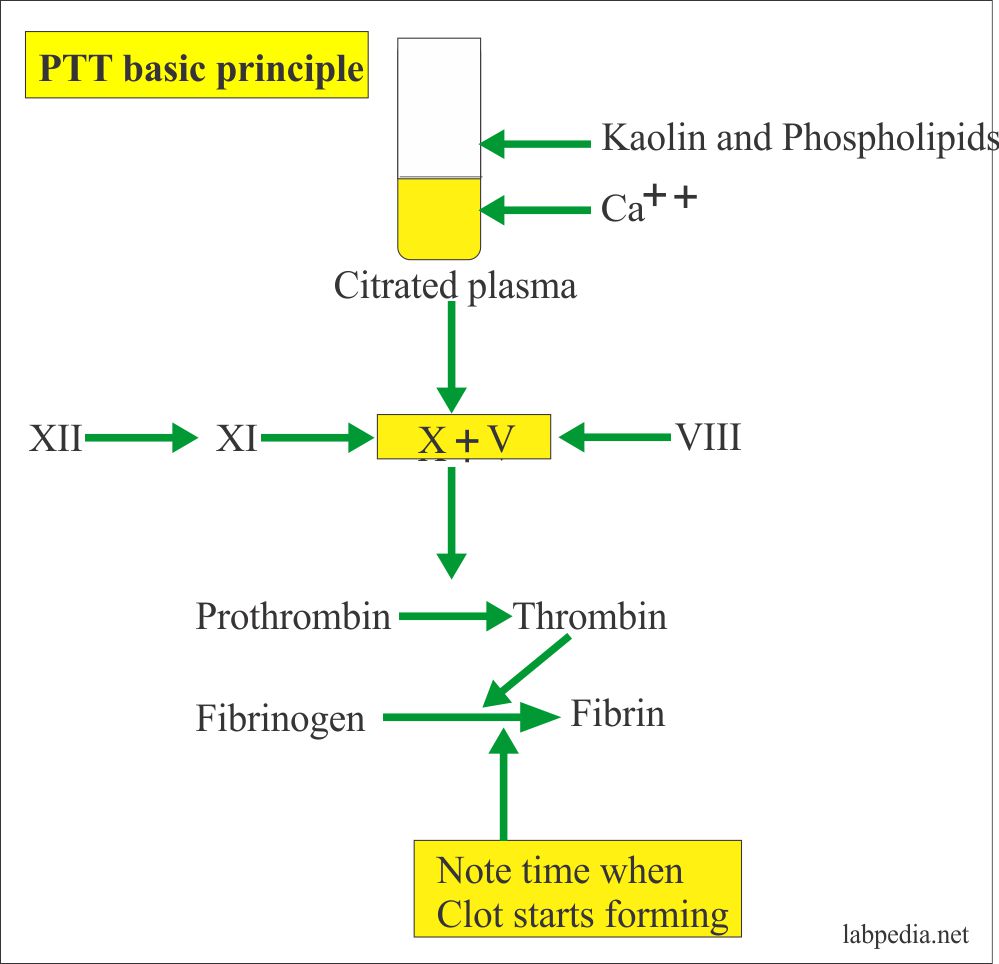 coagulation-part-4-partial-thromboplastin-time-ptt-labpedia