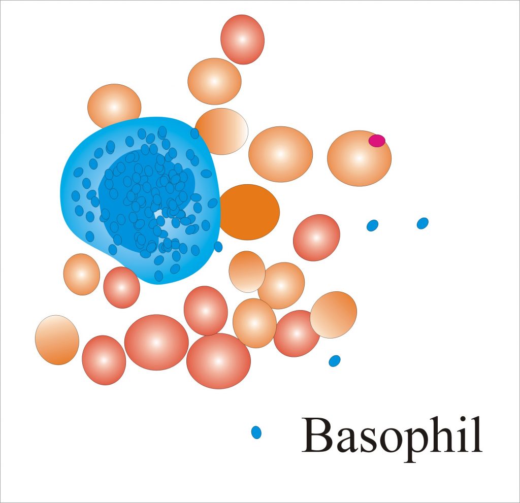 Does Cbc With Differential Include Platelets