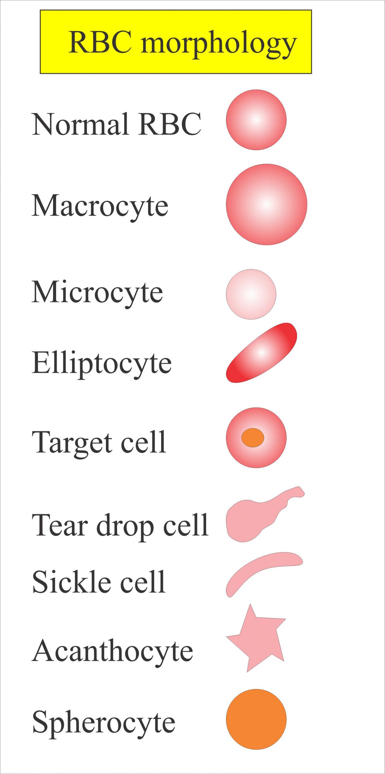 Complete Blood Count CBC Part 2 Red Blood Cells Morphology Functions Interpretations And