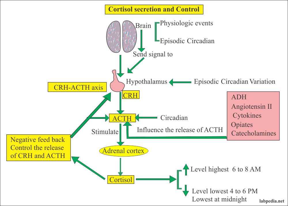 Cortisol Level Hydrocortisone AM And PM Labpedia