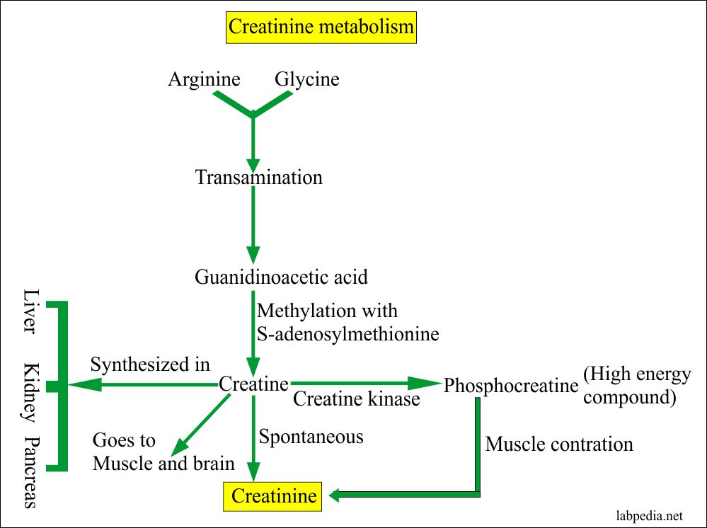 serum creatinine