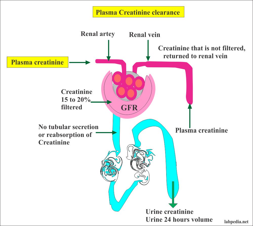 Creatinine Serum Creatinine Labpedia