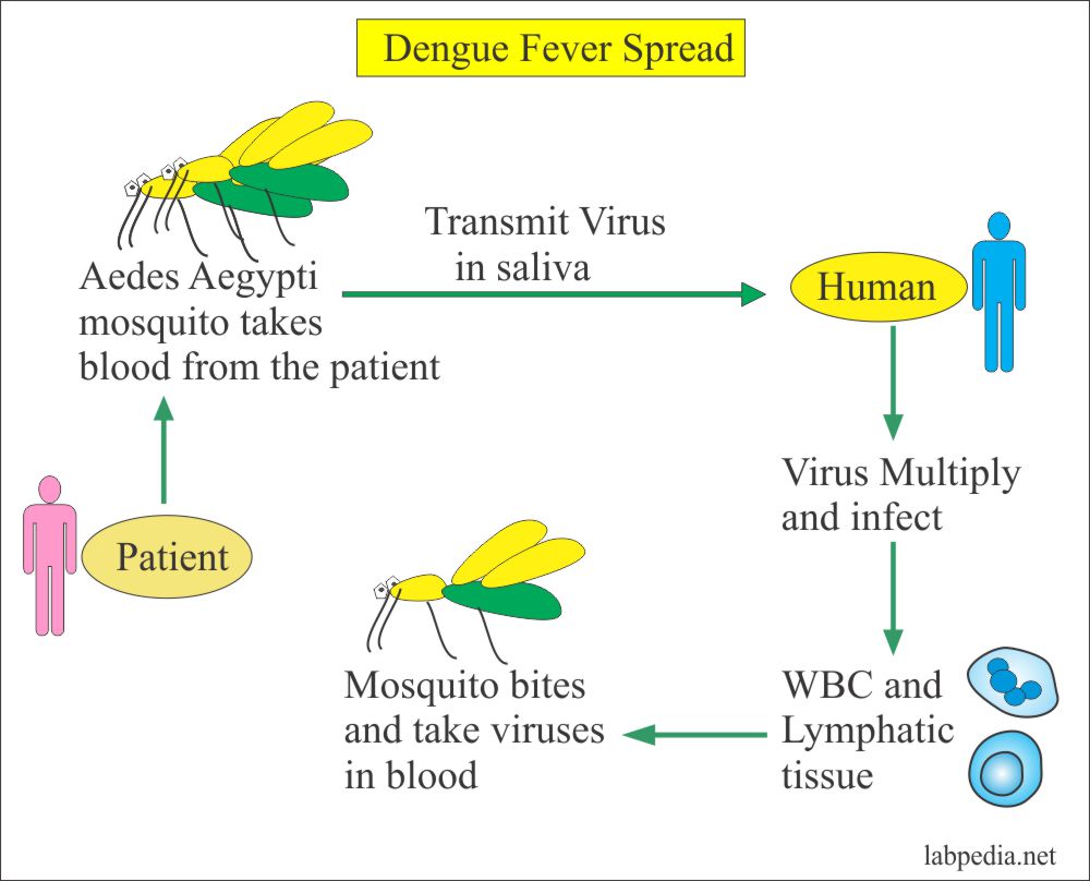 Dengue Fever Life Cycle