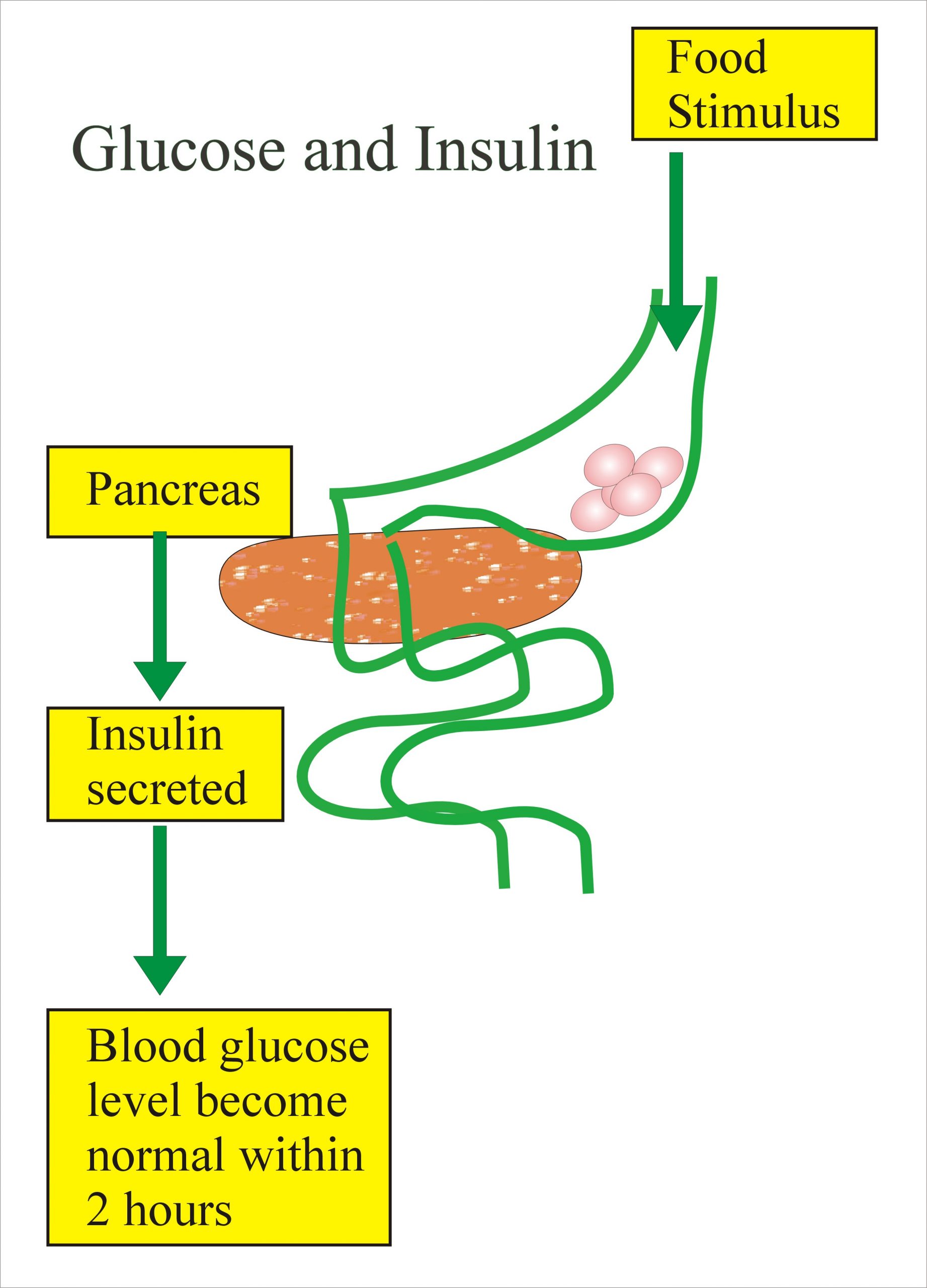 What Is Postprandial Blood Sugar