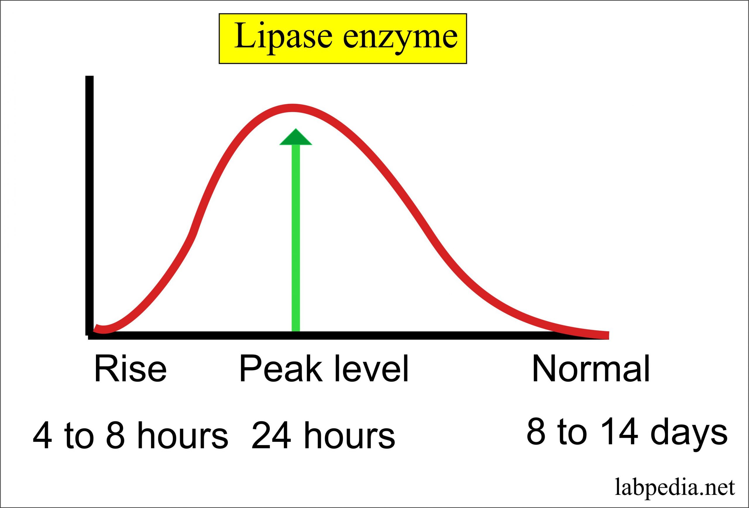 Enzymes Part 3 Diagnostic value of the Enzymes in Various Diseases