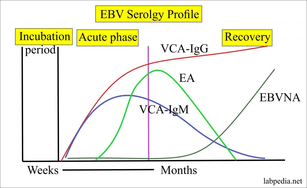 epstein-barr-virus-ebv-infectious-mononucleosis-labpedia