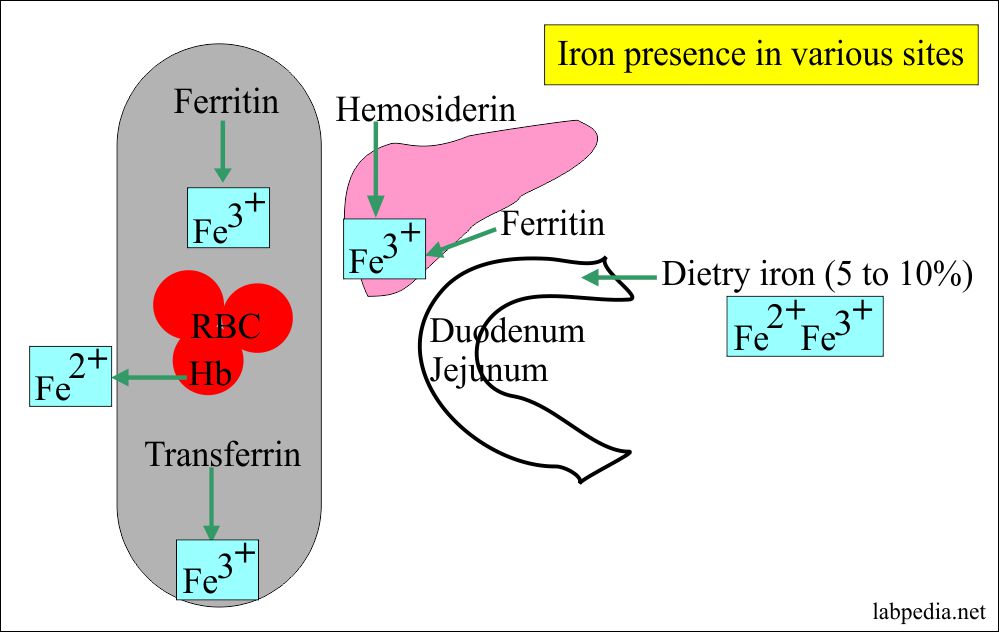 Ferritin serum Ferritin Level Labpedia