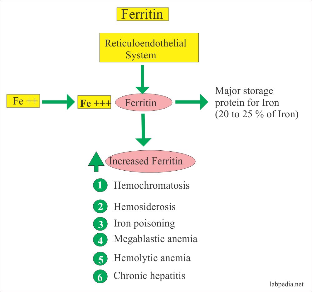 Ferritin serum Ferritin Level Labpedia